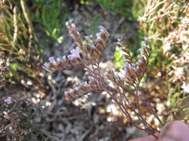 Limonium?